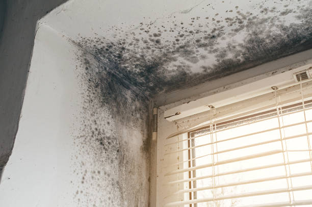 Affordable Crawl Space Mold Removal solutions in Red Feather Lakes, CO